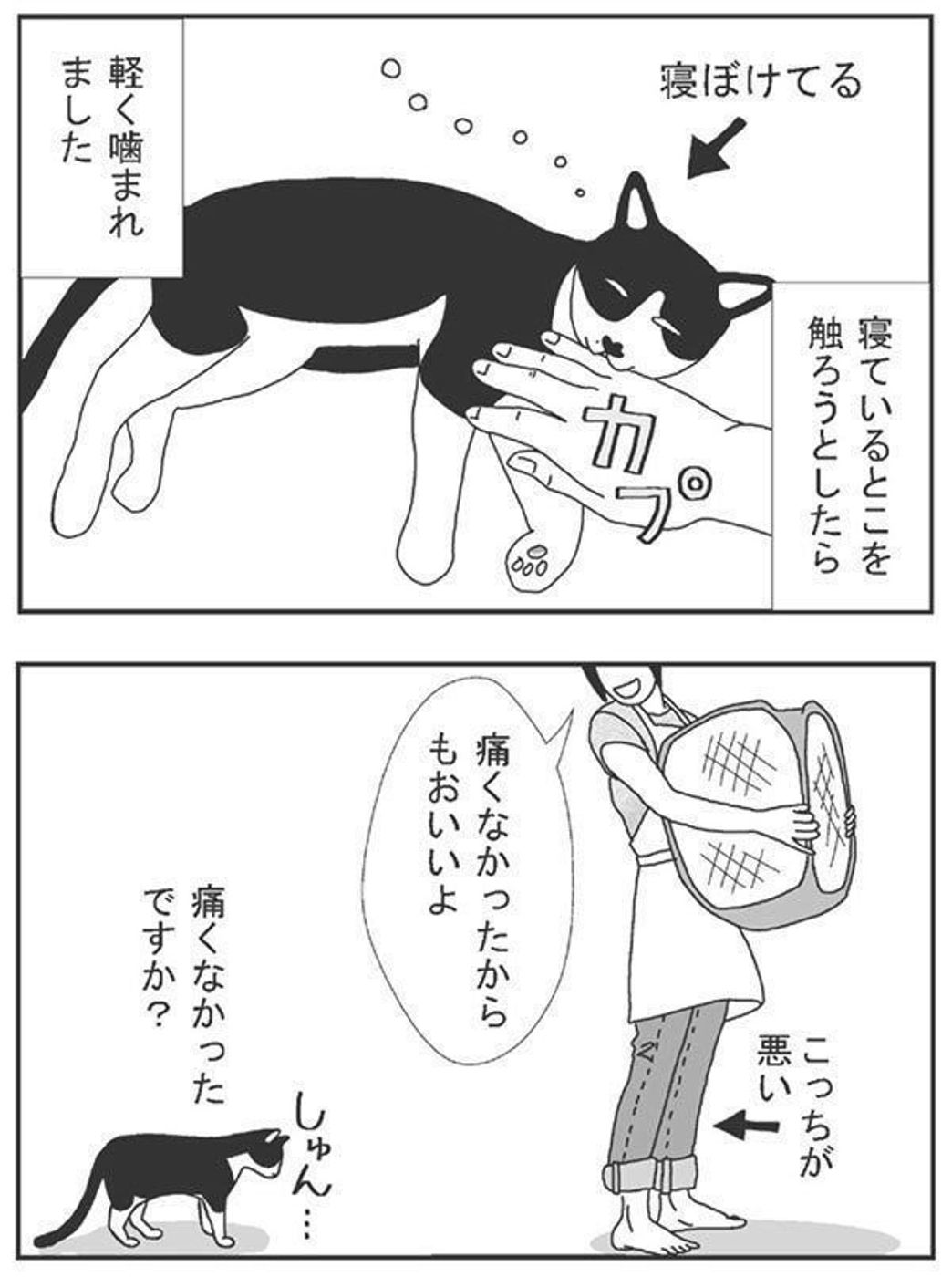 毎日チェックしたくなる おすすめ猫ブログ5選 ねこのきもちweb Magazine 毎日チェックしたくなる おすすめ猫ブログ5選 ねこのきもちweb Magazine