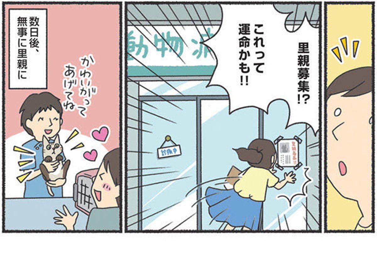 猫の気持ち ちゃんと知ってる 2匹目を迎えるときの飼い主さんの 勘違い ねこのきもちweb Magazine 猫の気持ち ちゃんと知ってる 2匹目を迎えるときの飼い主さんの 勘違い ねこのきもちweb Magazine