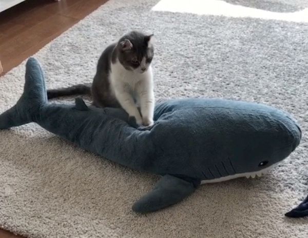 ぬいぐるみの疲れをほぐす猫