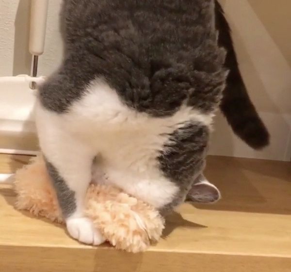 クイックルワイパーを盗む猫