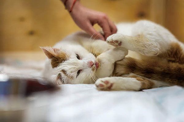 飼い主さんと猫