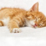 獣医師監修 成長段階別 猫の平均睡眠時間がとっても長いワケ ねこのきもちweb Magazine