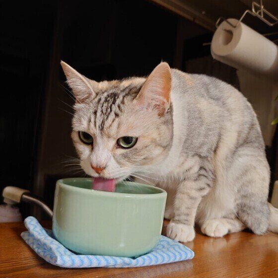水をペロペロ飲むサバトラ猫