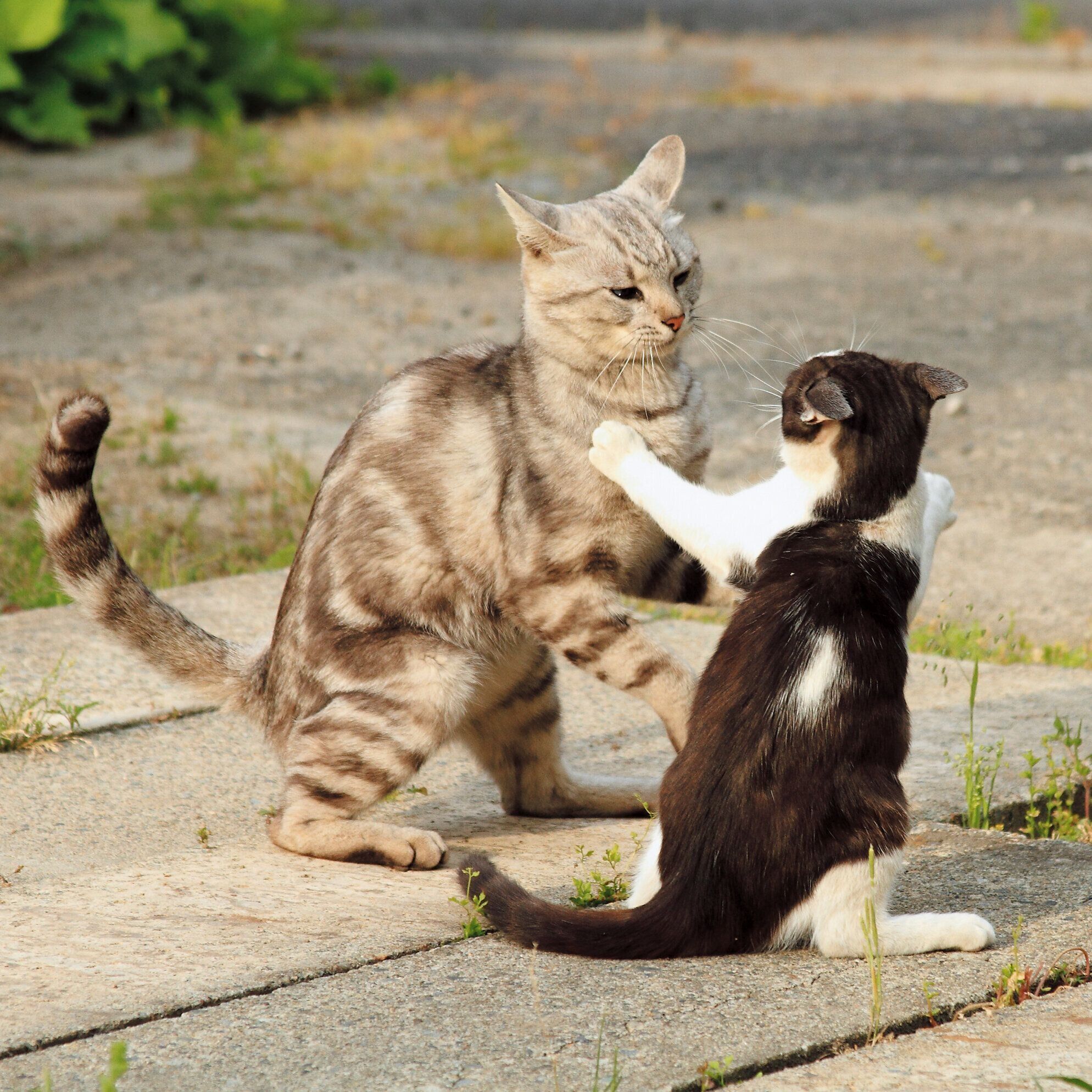 飼い主さんからよく聞く 猫エイズ にまつわる６つの疑問 獣医師回答 ねこのきもちweb Magazine