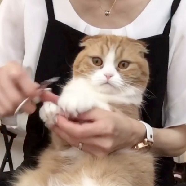 無表情で爪を切られる猫