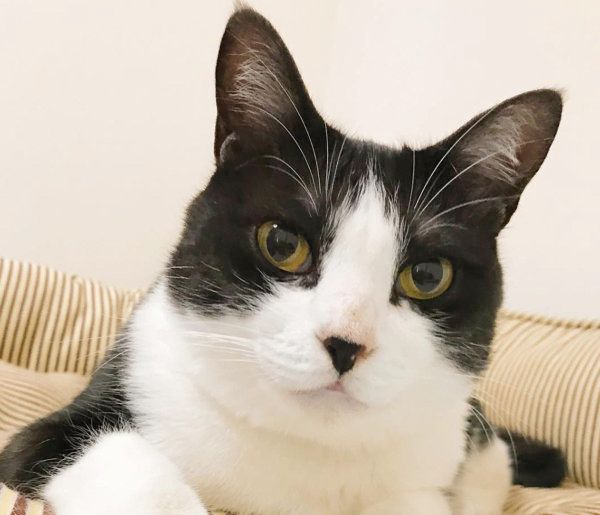 はちわれ猫のからしちゃん