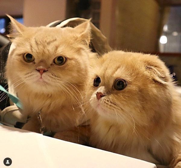 仲良く並ぶミヌエットとスコティッシュフォールド