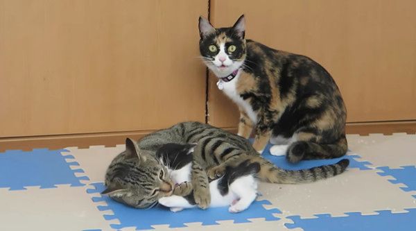 孫を溺愛する猫