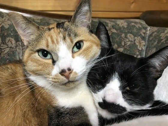 仲良しな猫