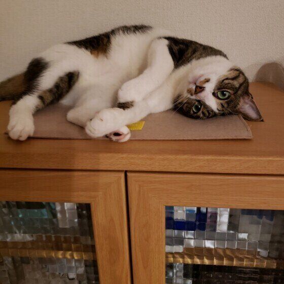 棚の上でくつろぐキジトラ猫