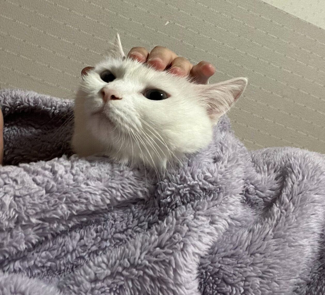 飼い主さんにくっつくこちゅちゃん