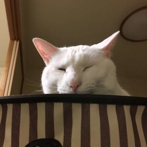 MIXのももちゃん