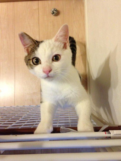 お迎えした当時の金四郎くん