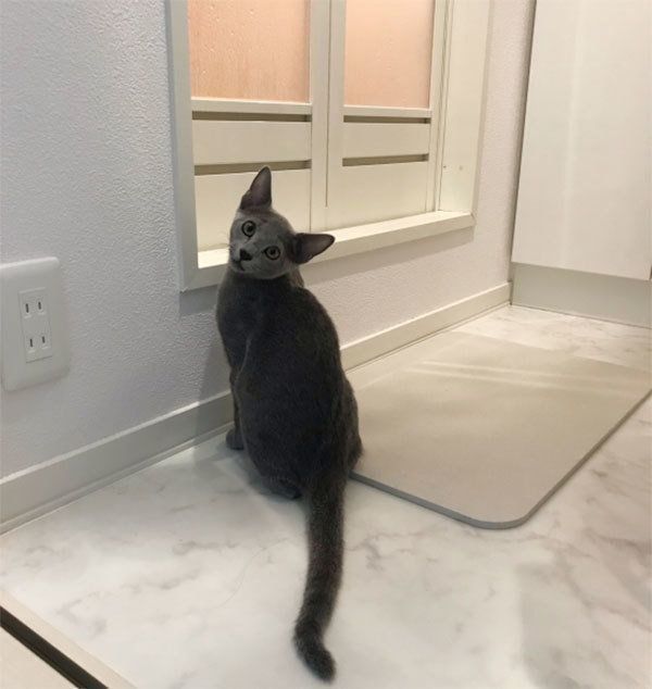 お風呂場の前で待つロシアンブルー