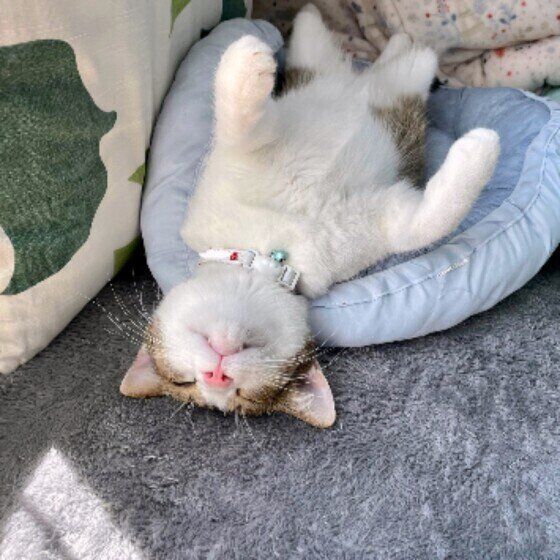 へそ天で眠る五郎くん（MIX）