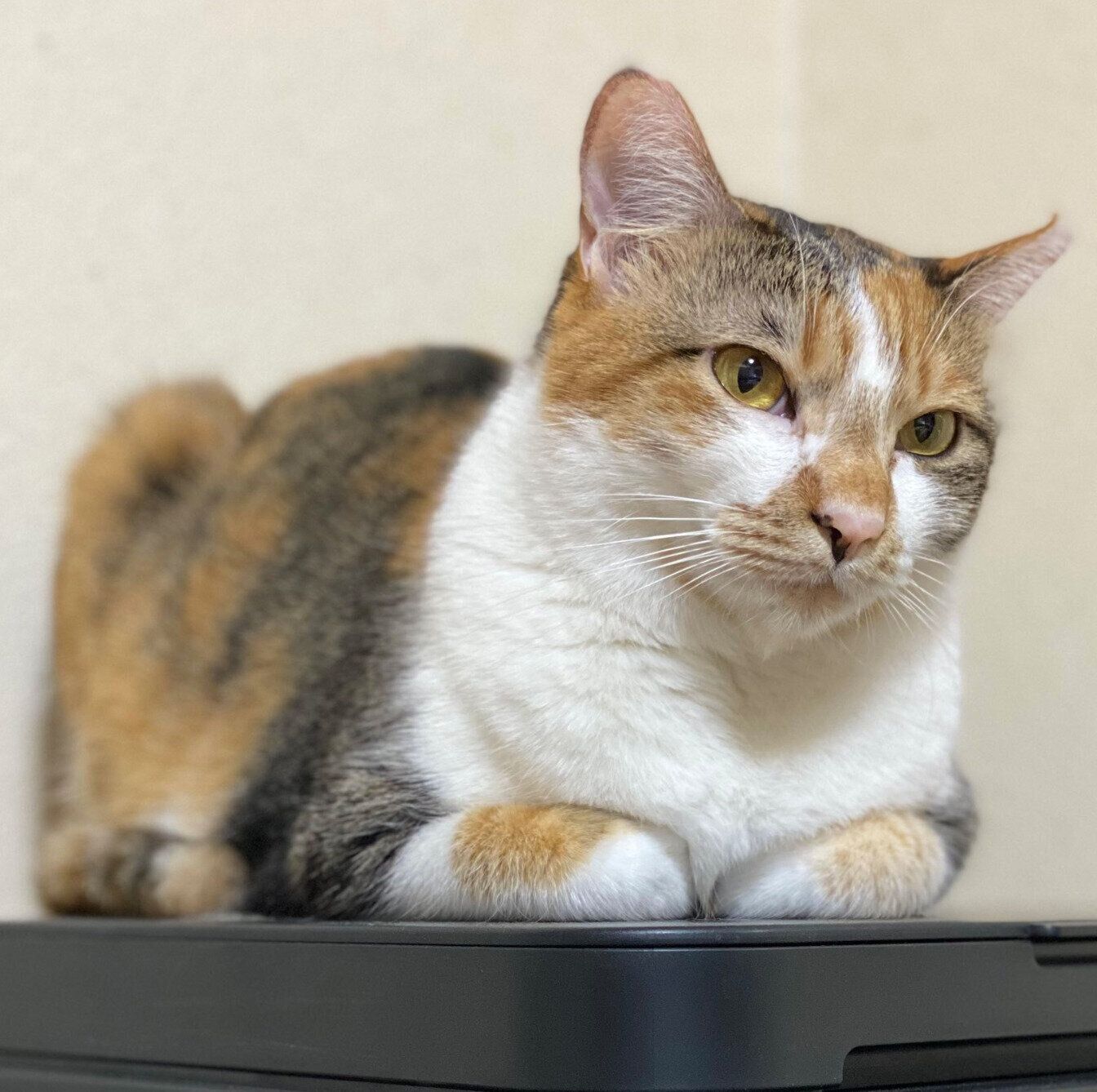 くつろぐみちょちゃん