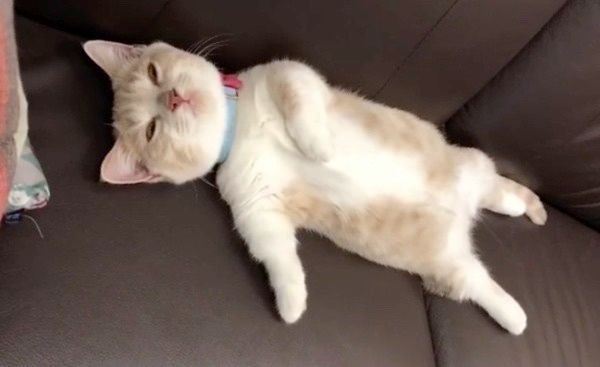 睡魔とたたかうマンチカン