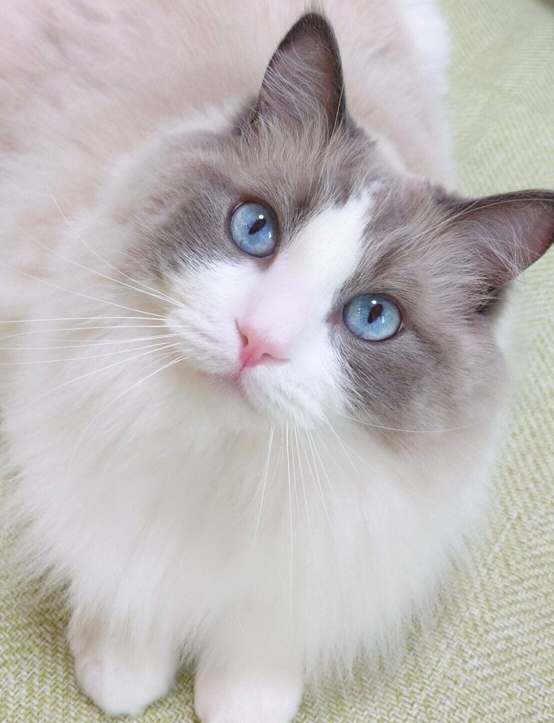 「仕事から疲れて帰ると『猫撫でなくて大丈夫？』って顔で見てくれる」と飼い主さん。