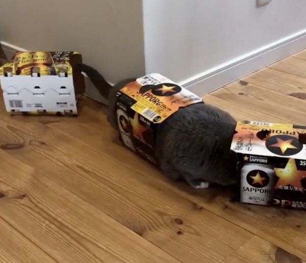 ビールの空き箱が好きな猫