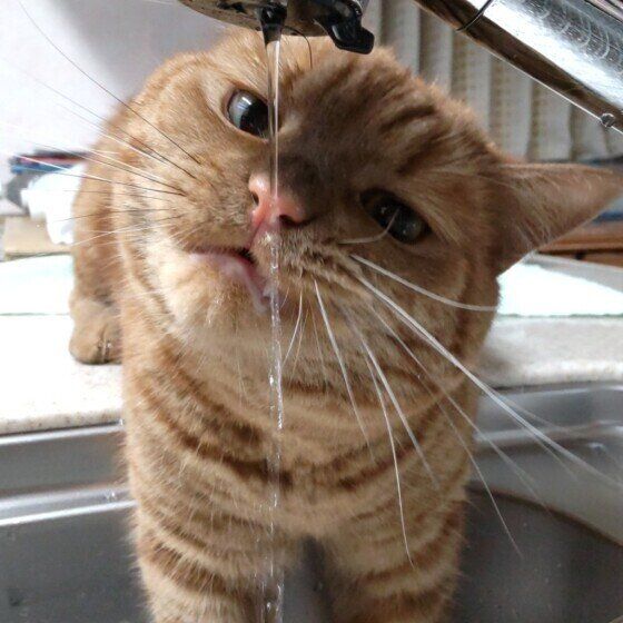 顔がびしょ濡れになっているアメリカンショートヘア