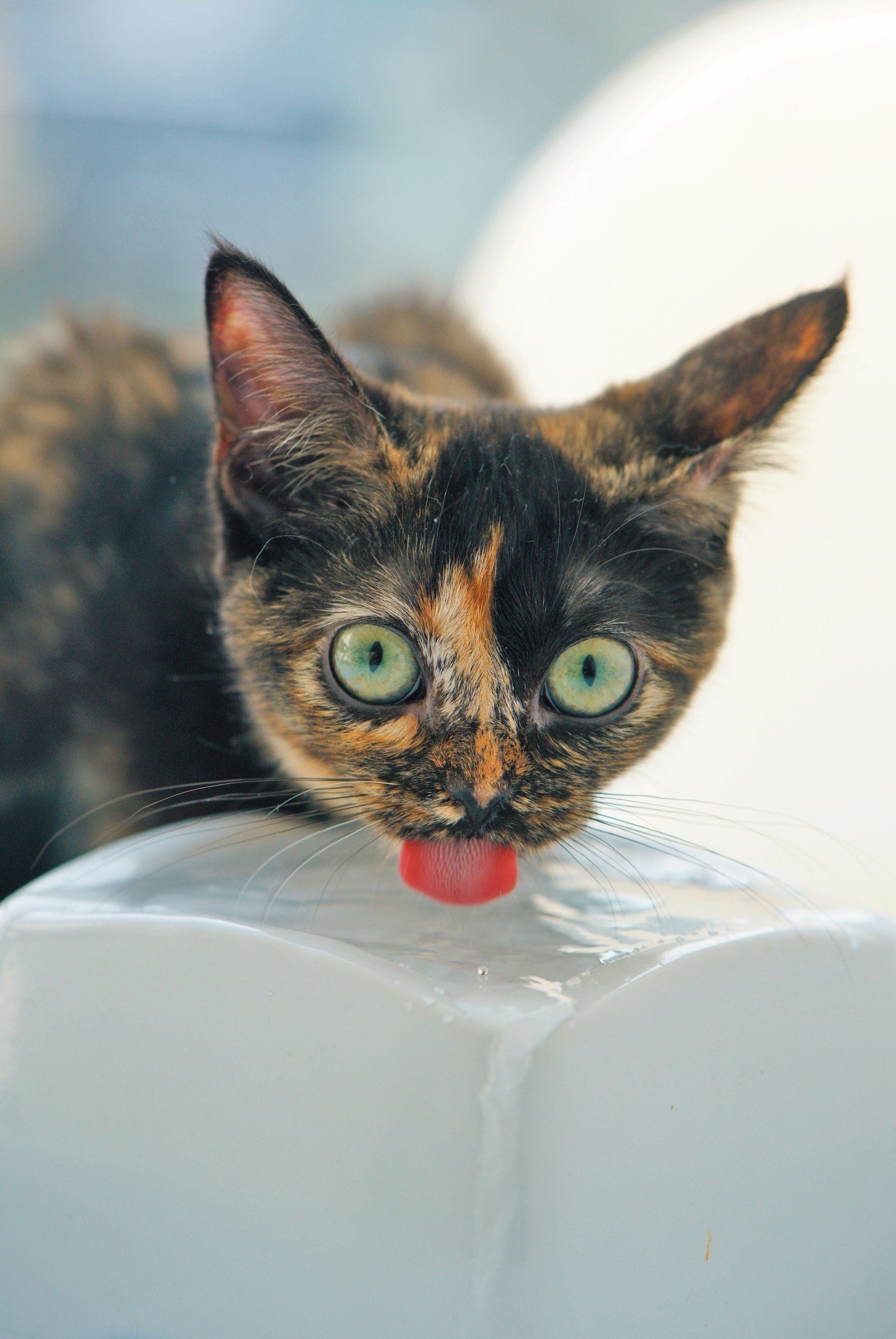 撮影／石原さくら