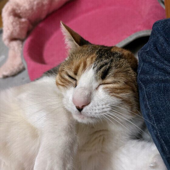 MIX　ミケ　あまえんぼ