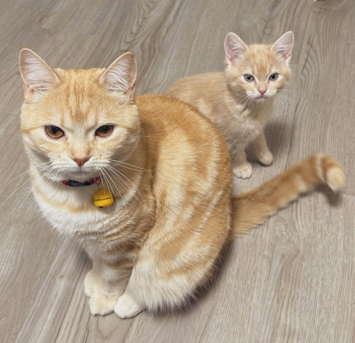 仲良しなポッケくん、ミクくん