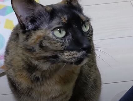 ねこ　モモちゃん