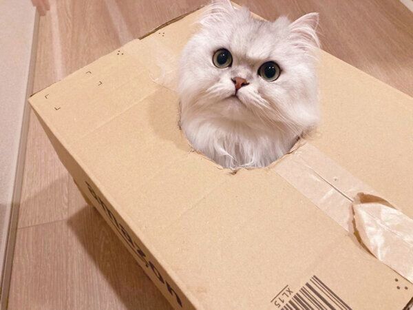 ダンボールに入るシャルルちゃん