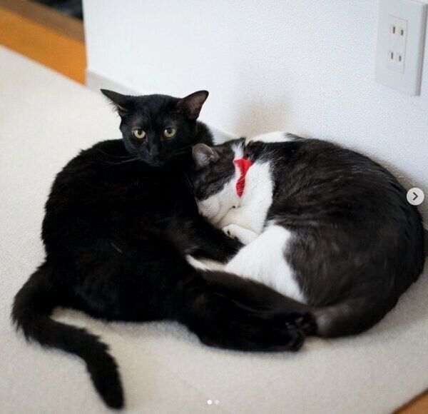 まったりするグランくんとココちゃん