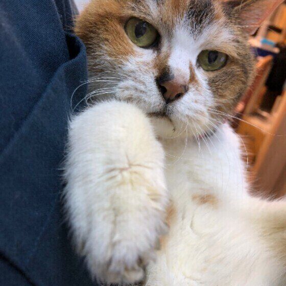 抱っこされる三毛猫