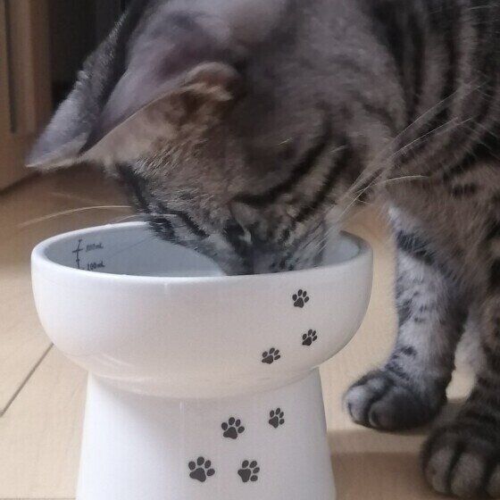 水を飲むアメリカンショートヘア