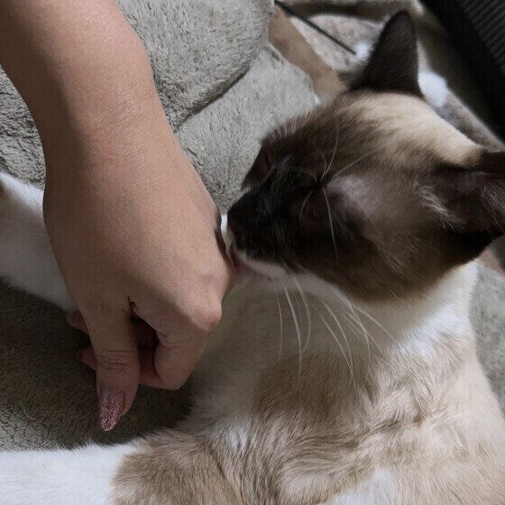 飼い主さんの手をなめるシャム