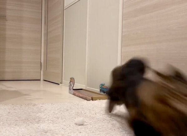 「白玉」を置き去りにしてダッシュするアーサーくん