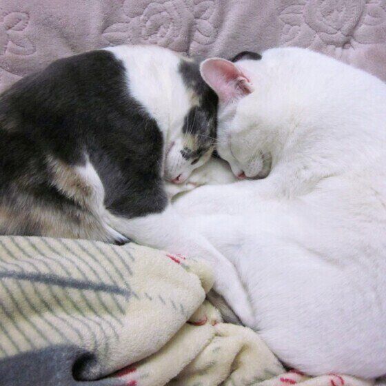仲良く頭突き寝をする猫たち