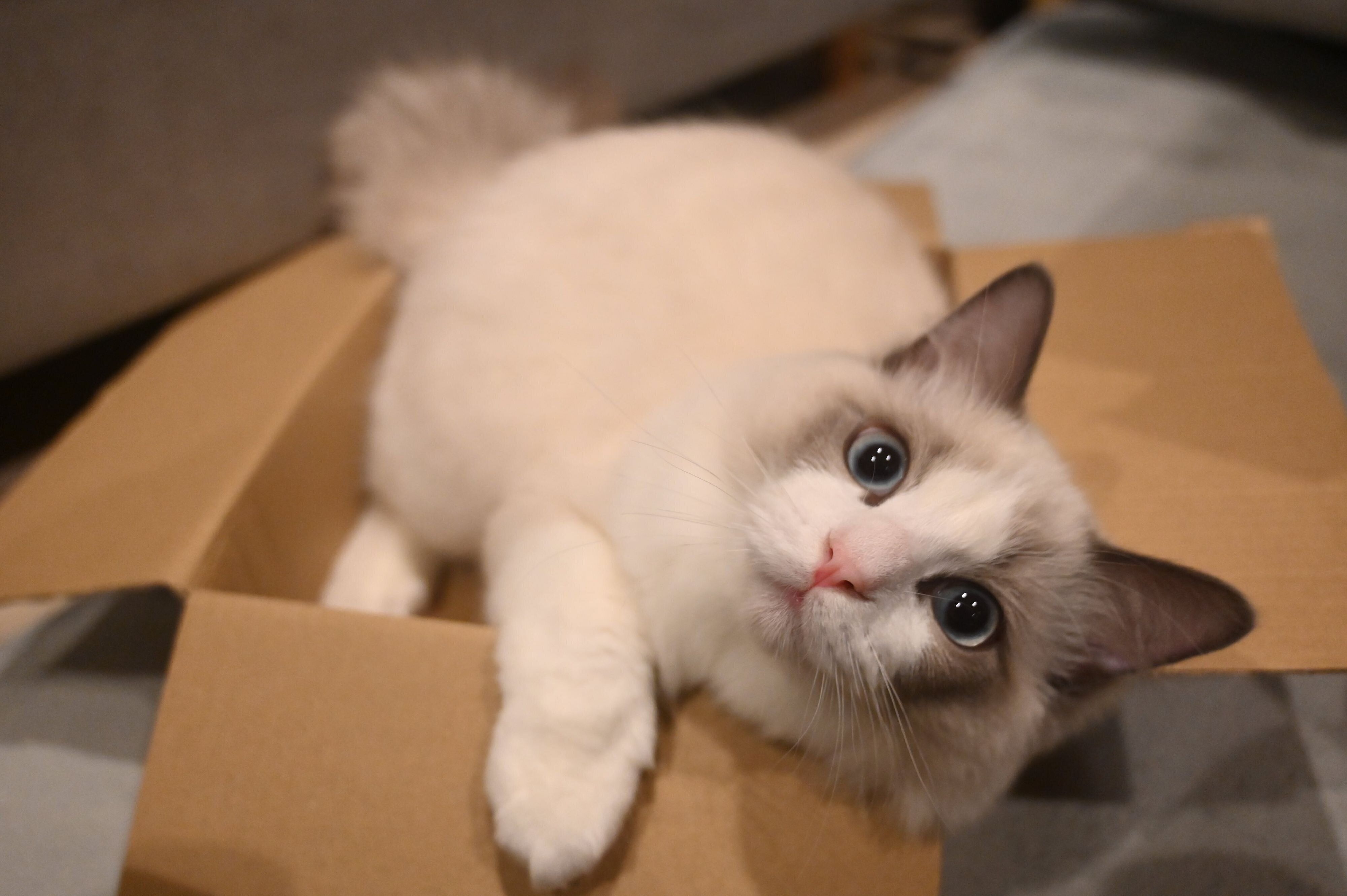 ダンボール箱の中に入るシャルくん