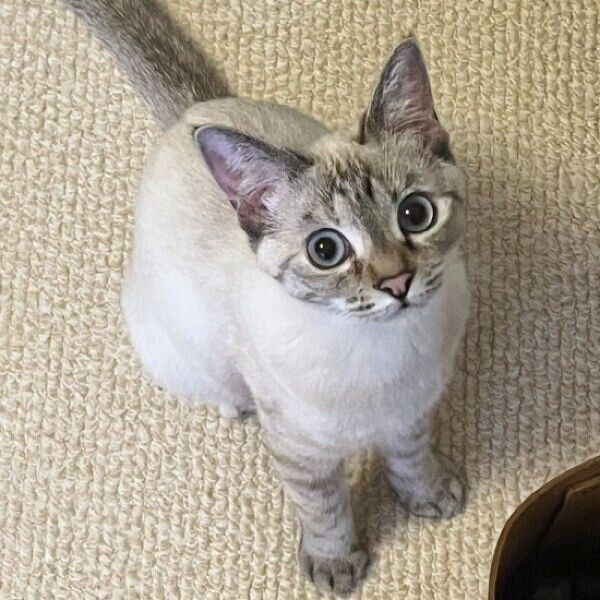 まんまるな目のアロハちゃん