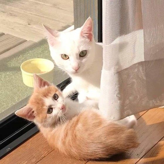 ひなたぼっこする猫