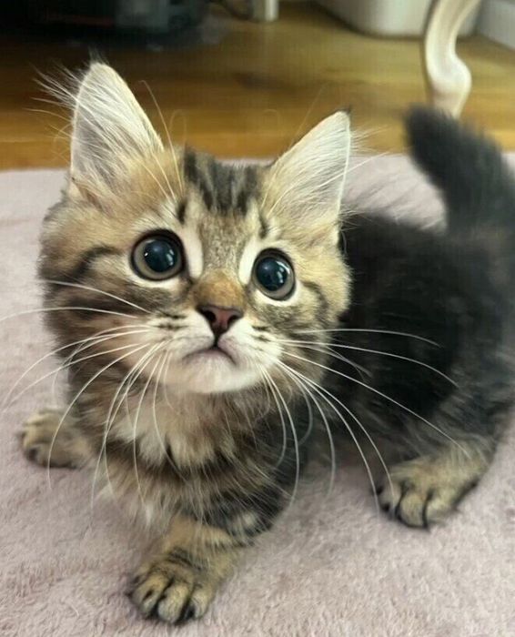 上を見上げるミヌエットの子猫