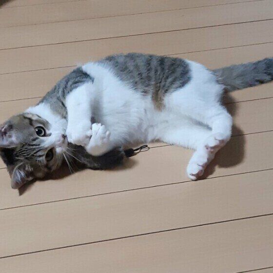 おもちゃで遊ぶMIXの男の子