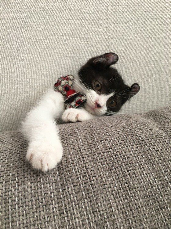 蝶ネクタイつけている白黒の猫