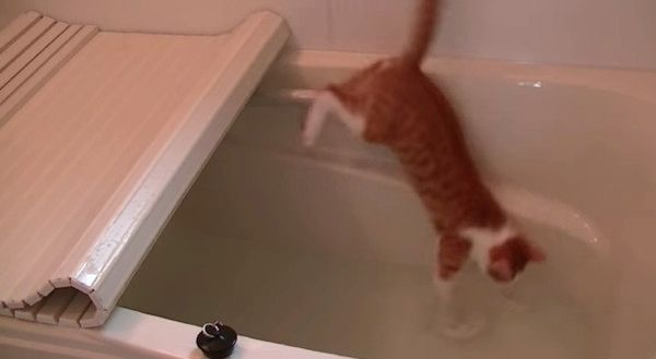 お風呂に落ちる猫