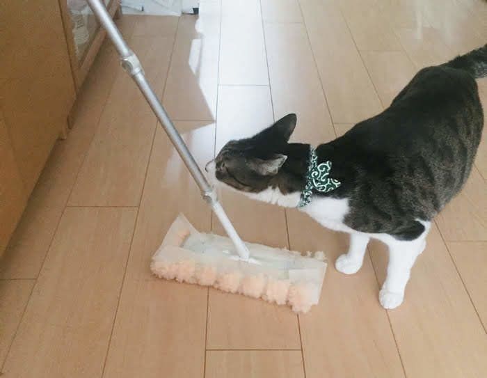 モップに興味があるねこ