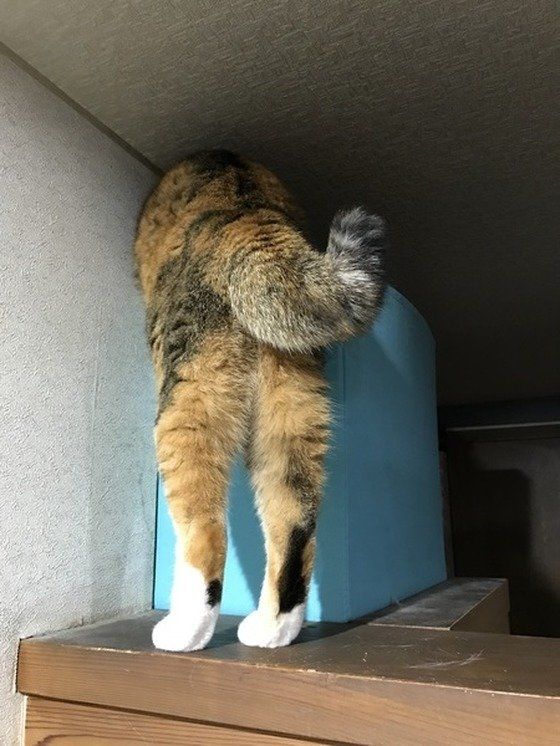 かぎしっぽの猫