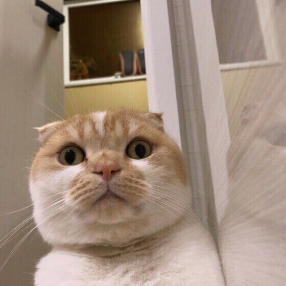 顔を向けるスコティッシュフォールド（オス）