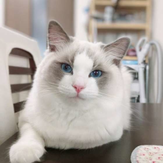 机の上に座るラグドール