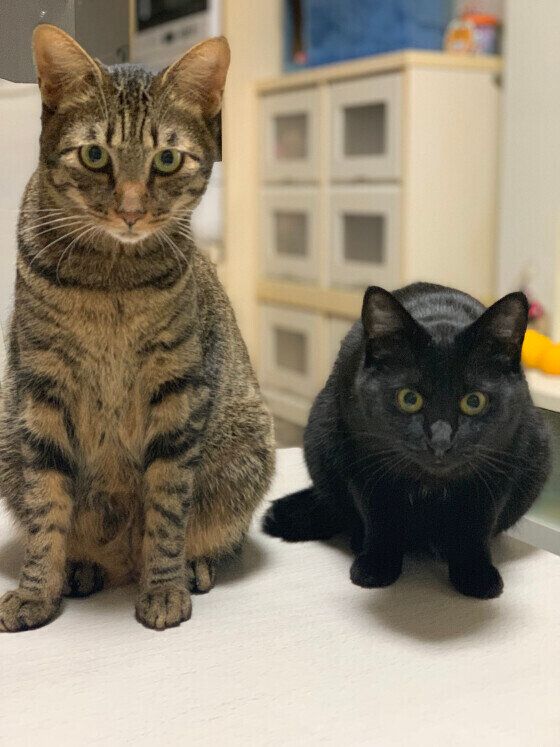 仲良しカップル（黒MIXのぱんちゃん）