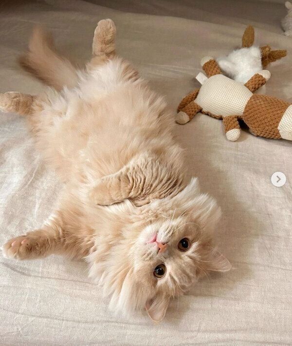 まったりするぽこくん