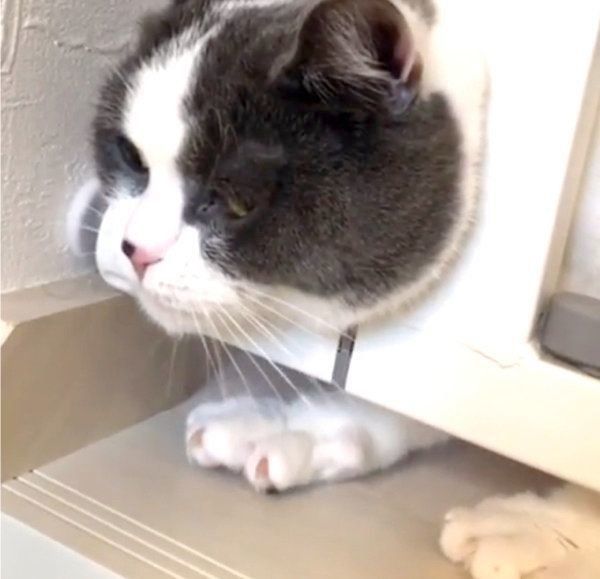 隙間から頭を出すブリティッシュショートヘア