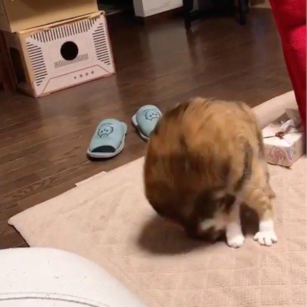 意味不明な行動をしちゃう三毛猫